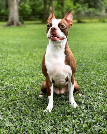brown and white Boston terrier 